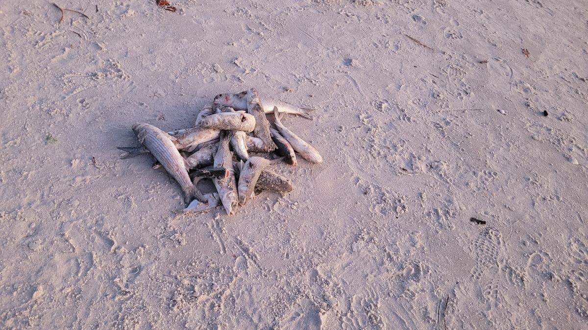 Peces muertos en la orilla de una playa de Naples, Florida, el 21 de febrero de 2023. Las algas marinas tóxicas están afectando las playas y el turismo del estado y posiblemente la costa de México.