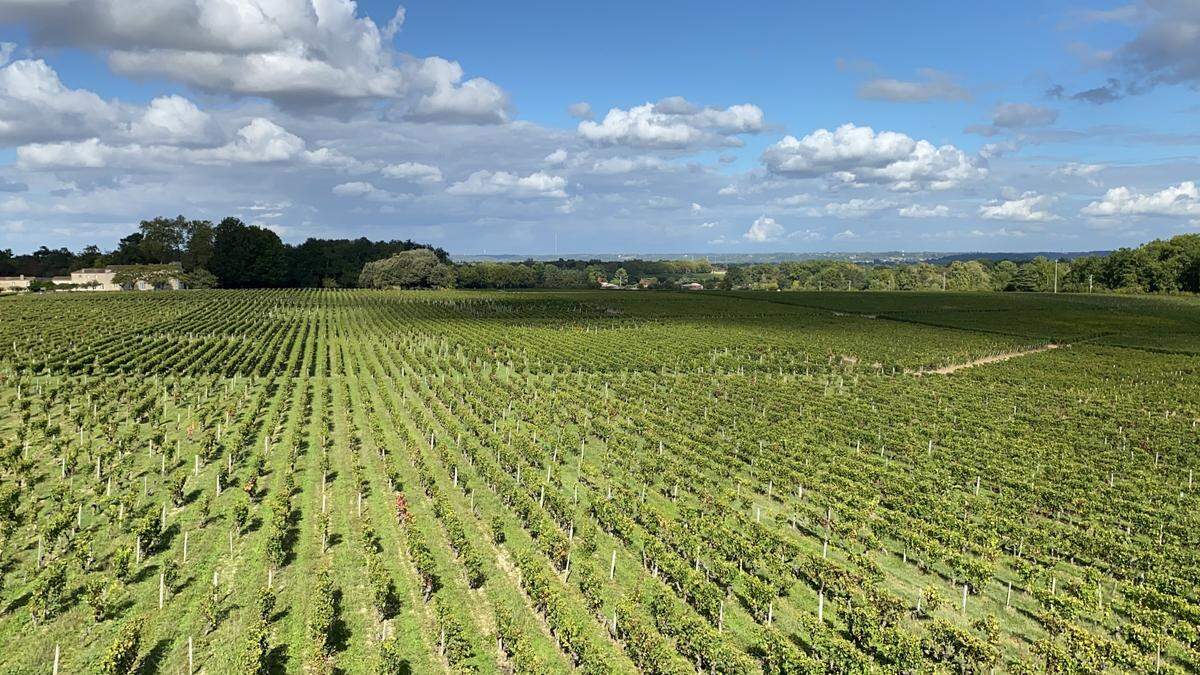 Viñedos en Saint Emilion.