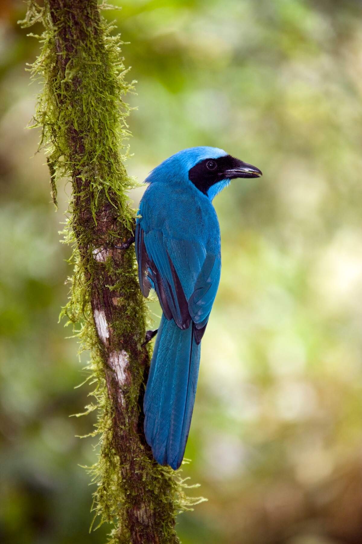 Jay turquesa, en el bosque en Pichincha, al norte de Ecuador.