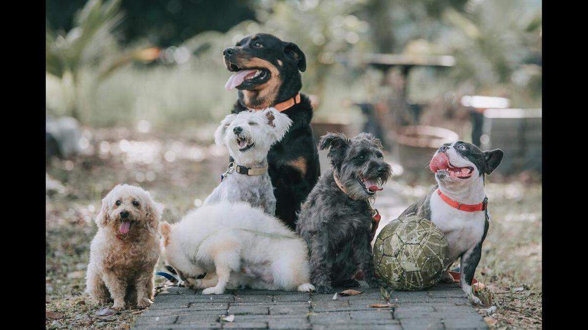 Un sitio web de mascotas creó una lista de las razas de perros más populares del país.