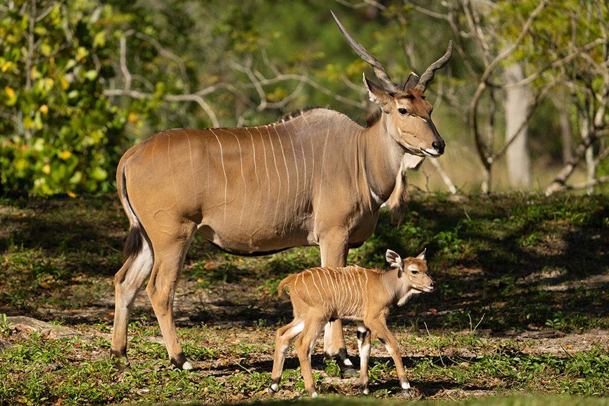 Zoo Miami está celebrando el nacimiento de una hembra y un macho Nyala y de un raro Giant Eland, de la especie de Antílopes.