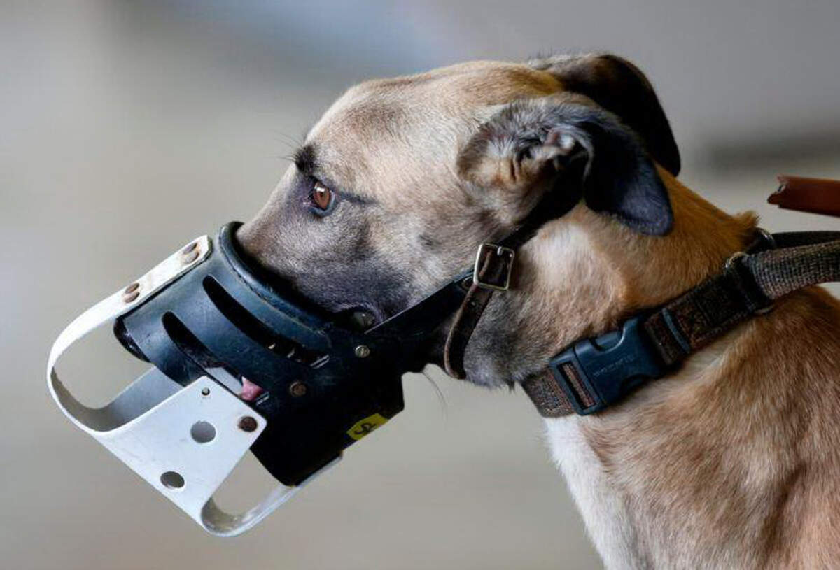 Un galgo espera en un área de preparación antes de  una competencia en el Club Melbourne Greyhound Park en Melbourne, Florida, el 14 de febrero de 2018.