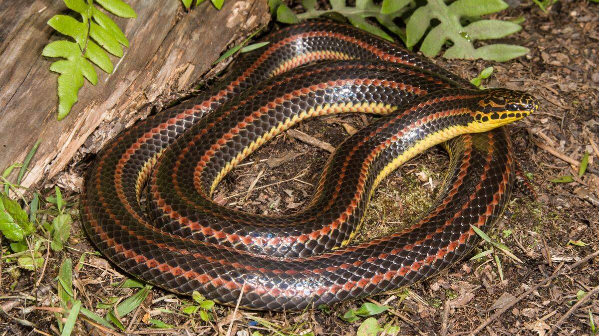 La serpiente arcoíris (Farancia erytrogramma), un raro y colorido reptil no venenoso, desaparece lentamente de los paisajes de Florida.
