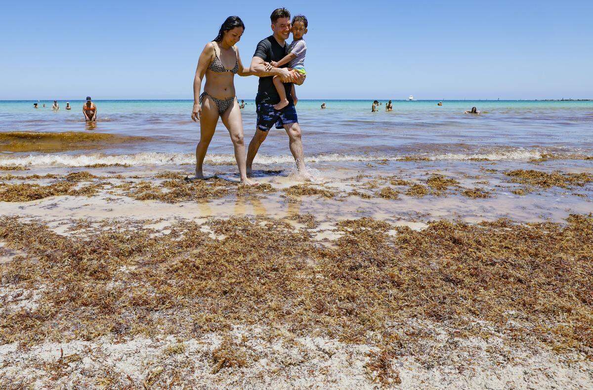 Massiel Vadel-Pedraza, Abelardo Pedraza y su hijo Tyler, de tres años, visitantes de México, caminan entre un cúmulo de algas en las orillas de South Beach, en Miami Beach, el jueves 7 de mayo de 2026.