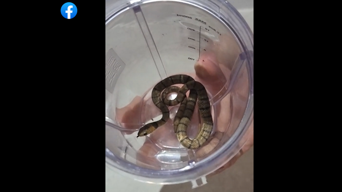 Una mujer en Australia encontró esta serpiente en la boca de su perro, y el reptil la mordió cuando trataba de sacarla. El pequeño reptil era, en realidad, “la segunda serpiente de tierra más venenosa del mundo”.