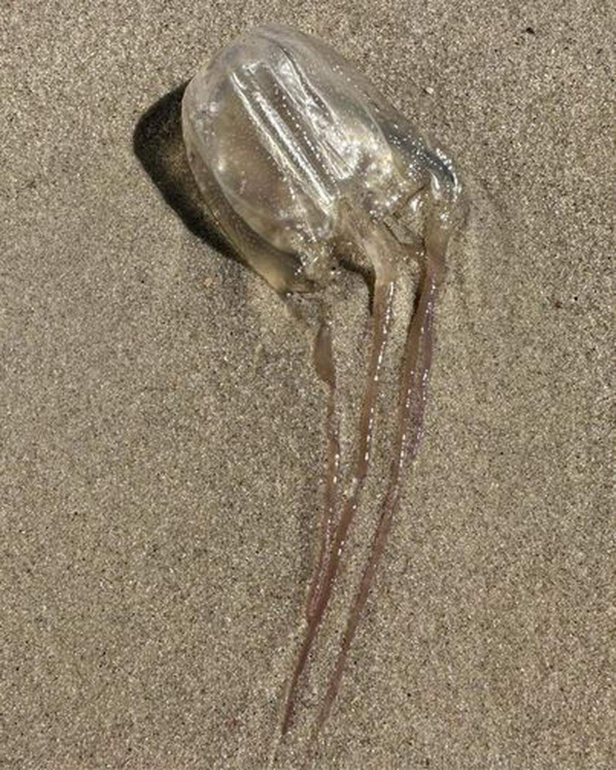 La cubomedusa que se encontró en una playa de Carolina del Norte. Las autoridades advirtieron a los vacacionistas y amantes del mar sobre los riesgos que supone el animal.