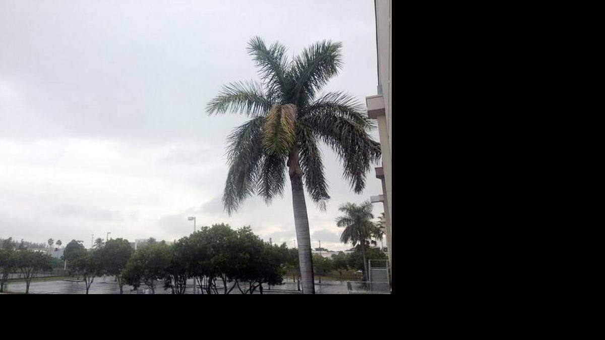 Los meteorólogos pronostican un día esporádicamente mojado. La lluvia llegará con niveles altos de humedad y temperaturas igualmente altas que podrían alcanzar el rango de los 85 grados Fahrenheit al filo de la tarde. Jeff Kleinman/Miami Herald