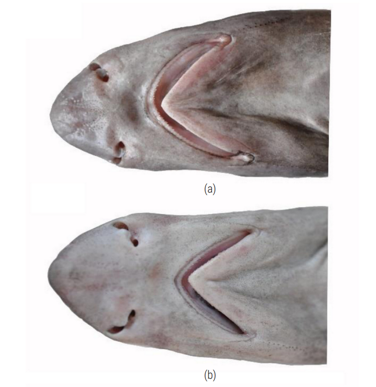 Cabezas de dos Iago gopalakrishnani, o tiburones caninos indios. 