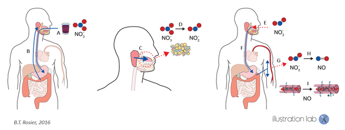 Figura 2: El efecto del nitrato proveniente de verduras, en este caso de zumo de remolacha, en el cuerpo. Con la ayuda de la microbiota oral, el nitrato se convierte en óxido nítrico en el cuerpo (descripción en texto principal). Adaptación de Rosier et al., 2016; publicación en LinkedIn, Author provided