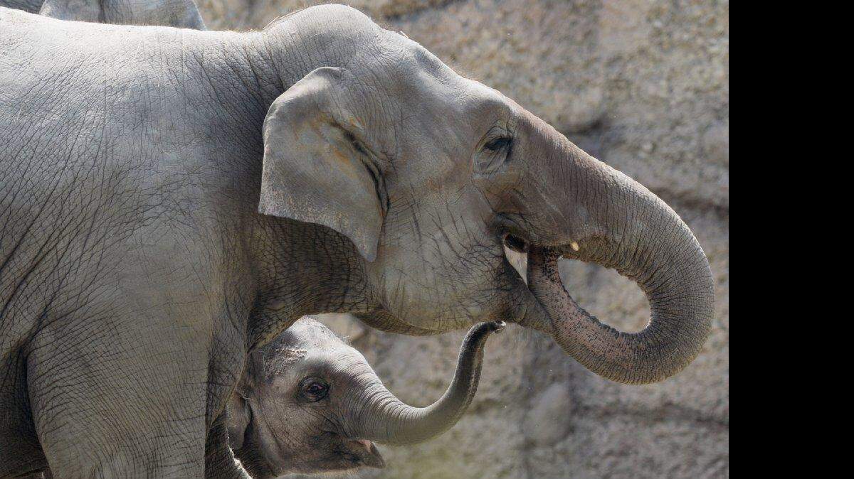 Elefantes en el zoológico de Suiza.