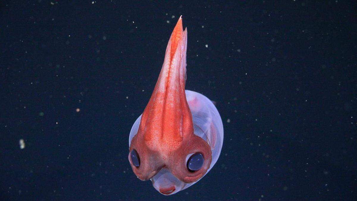 La expedición del ROV filmó este calamar cristal a 1,725 metros de profundidad mientras exploraba el cañón submarino Colorado-Rawson frente a las costas de Argentina.