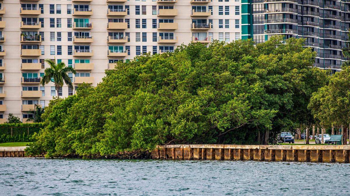 Vista de una restauración de manglares a lo largo de la costa en Baywood Park, parte de los antiguos proyectos costeros vivos del condado en la Bahía de Biscayne, el 26 de enero de 2022.