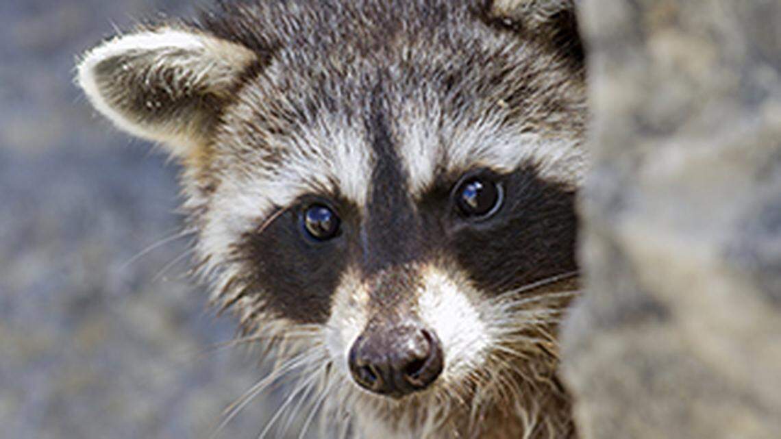Raccoon