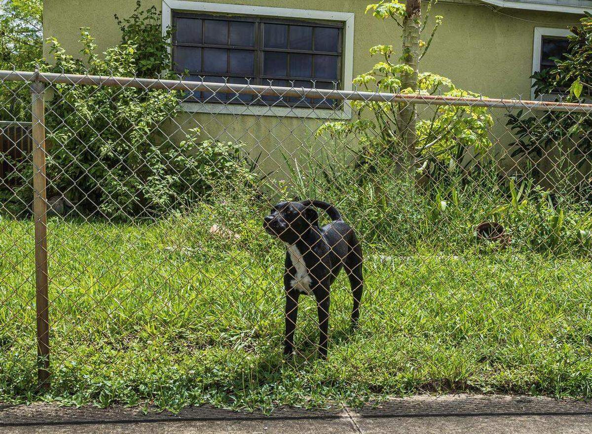 Un perro en el patio de una casa cerca de la esquina donde Doreen Broadbelt murió en un aparente ataque canino. El ataque ocurrió cerca de la 14 court y la 196 del NW Terrace en Miami Gardens, cuando Broadbelt se dirigía a su trabajo en Walmart el 2 de septiembre.