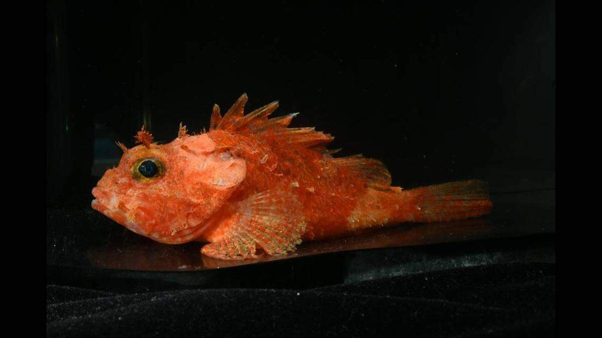 La nueva especie se bautizó debido a su color “llameante”, dijeron los expertos.