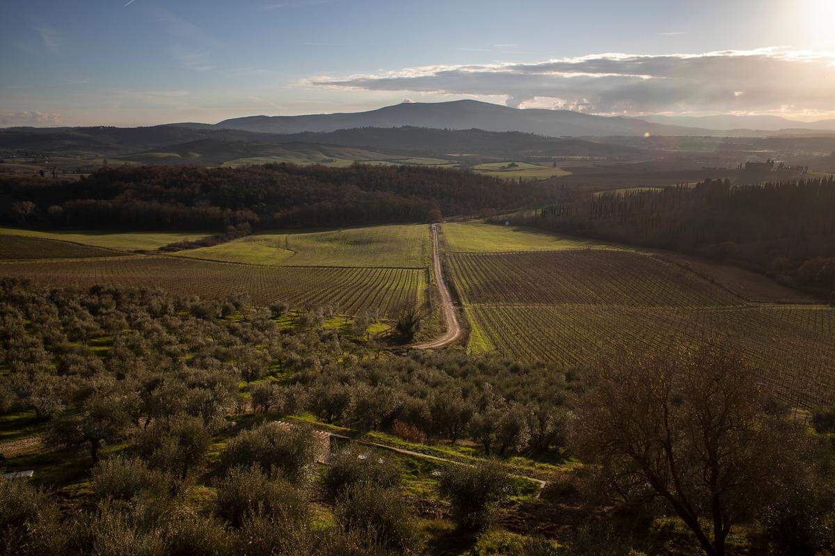 Viñedos y árboles de olivo en la finca Bibbiano en Castellina, Italia.