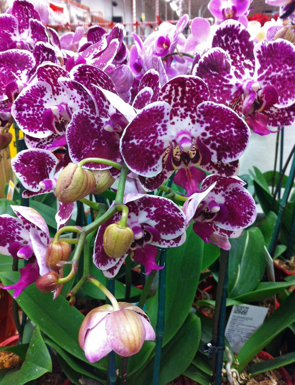 Una amplia variedad de sorprendentes orquídeas definen el show que cada año se celebra alrededor de esta delicada planta.