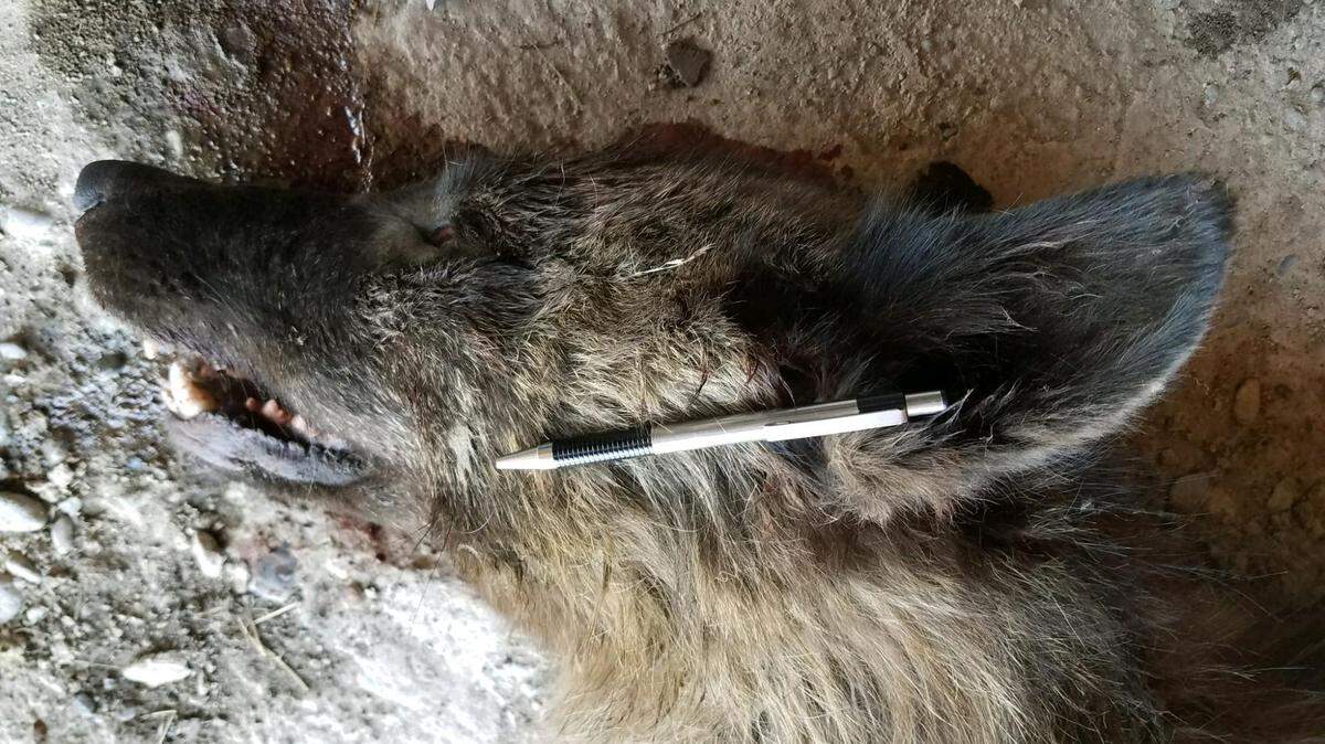 This undated photo provided by the Montana Fish, Wildlife and Parks on Friday, May 25, 2018, shows a wolf-like animal that was shot on May 16, 2018, after it was spotted in a private pasture with livestock near Denton, Mont. It was originally thought to be a wolf, but doubts arose since the front paw appeared too short, the front claws too long, the canine teeth too short, and ears too tall in proportion to the skull. (Montana Fish, Wildlife and Parks via AP)
