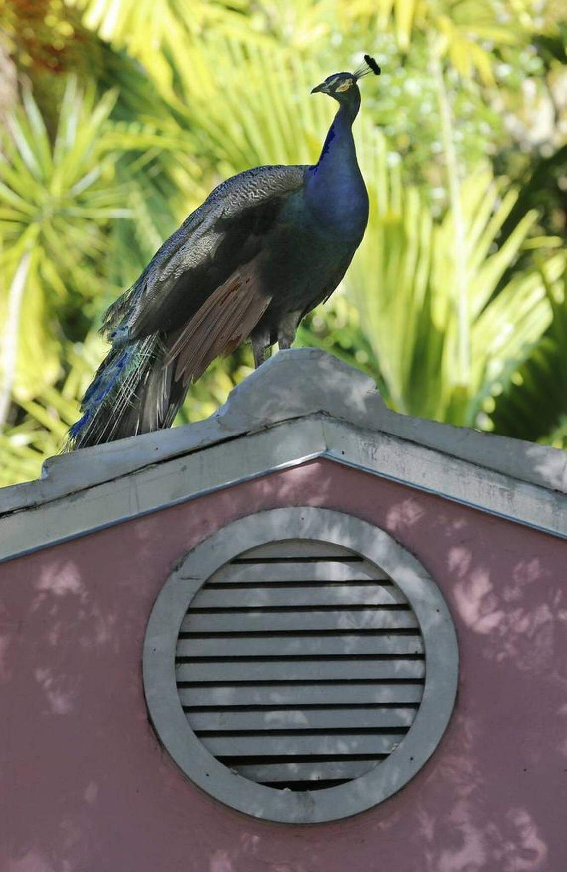 This peacock sits on top of a home in the Coconut Grove area.