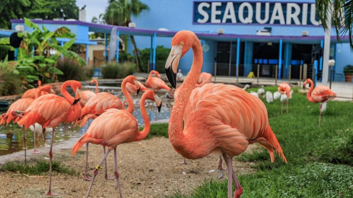 La próxima era del Miami Seaquarium: muelles, chefs, un acuario. Pero sin delfines
