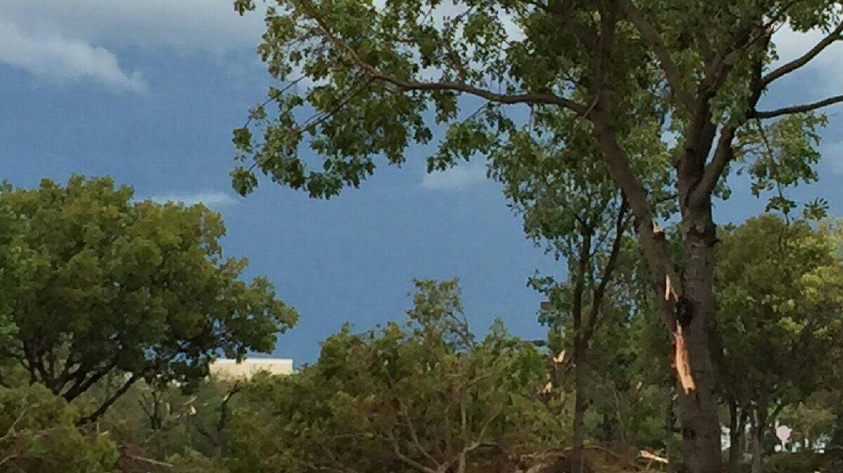 Fuertes vientos derrumbaron árboles en Miramar el martes por la mañana.