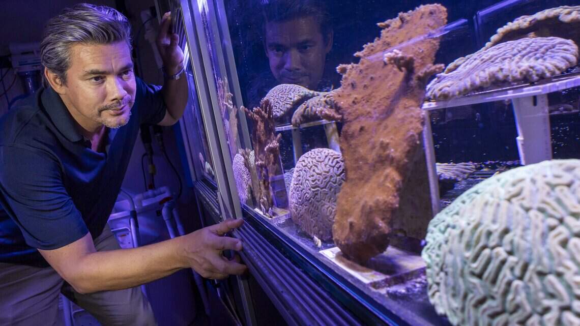 ¿Nuestra mejor oportunidad para salvar los arrecifes de Florida? Una fábrica de alta tecnología que produce crías resistentes al calor