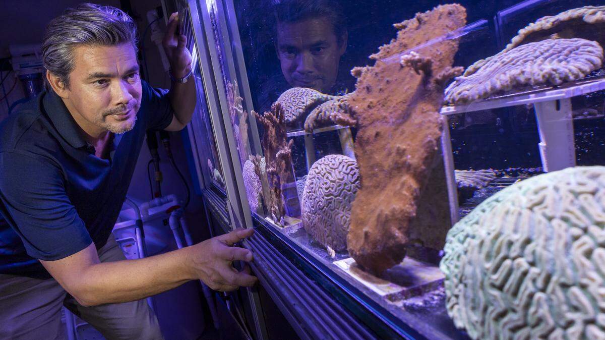 Andrew Baker, profesor de biología marina y ecología de la Universidad de Miami, observa corales de Honduras dentro de un laboratorio de desove de corales en la Escuela Rosenstiel de Ciencias Marinas, Atmosféricas y de la Tierra el pasado 21 de agosto.