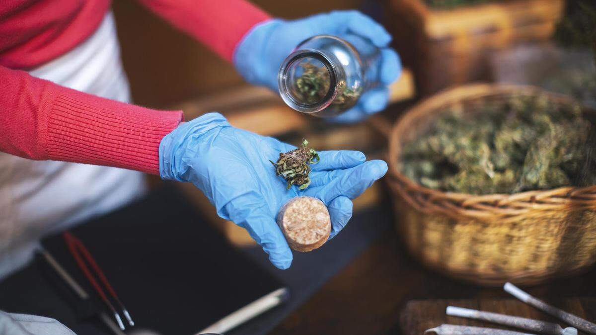 Woman Wearing Protective Gloves While Handling With Cannabis Buds.