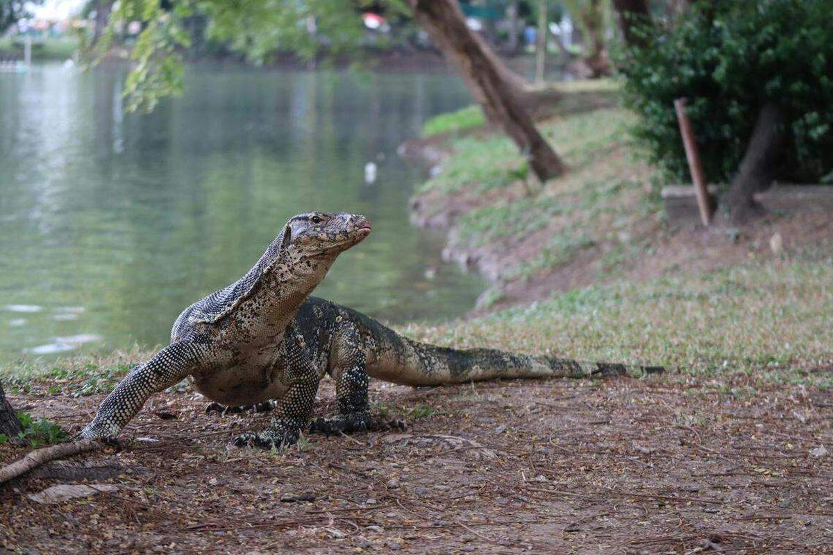 Lagarto varano acuático junto a un lago tailandés.