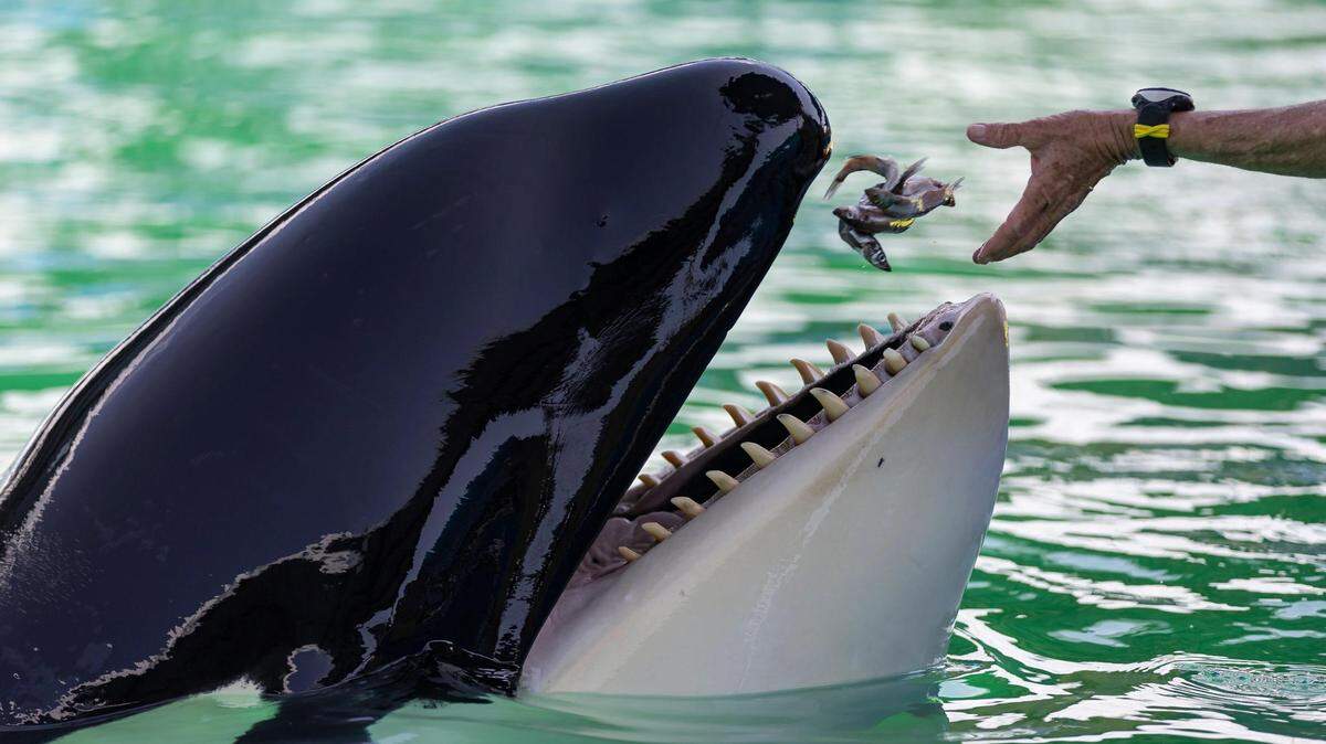 La entrenadora Marcia Henton alimenta a Lolita, también conocida como Tokitae y Toki, dentro del tanque de su estadio en el Miami Seaquarium el sábado 8 de julio de 2023 en Miami, Florida.