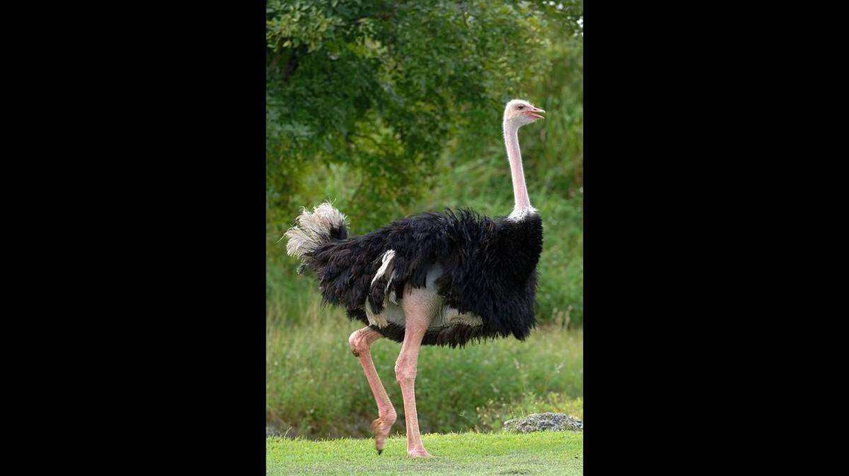El avestruz llamado Red que vivía en el Zoo Miami, aparece en esta foto sin fecha. Red murió el 1ro. de diciembre de 2021.