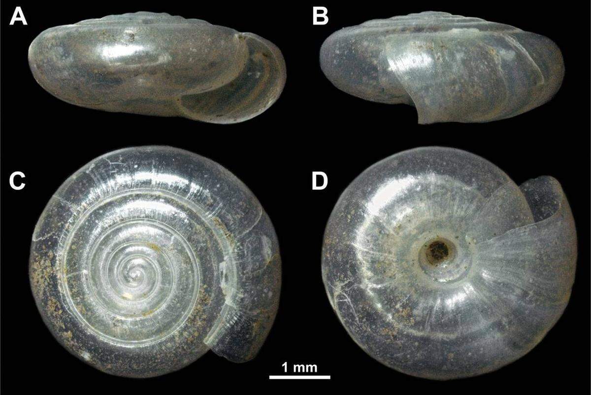 La concha del caracol Vitrea virgo o caracol del Monte Devica.