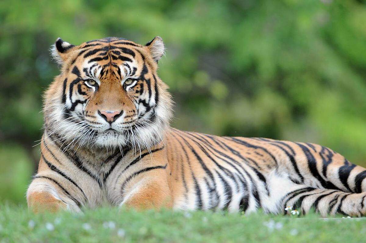 Berani, el tigre de Sumatra de 15 años, debió ser sacrificado en el zoológico el 2 de noviembre de 2023, tras detectársele cáncer en el bazo.