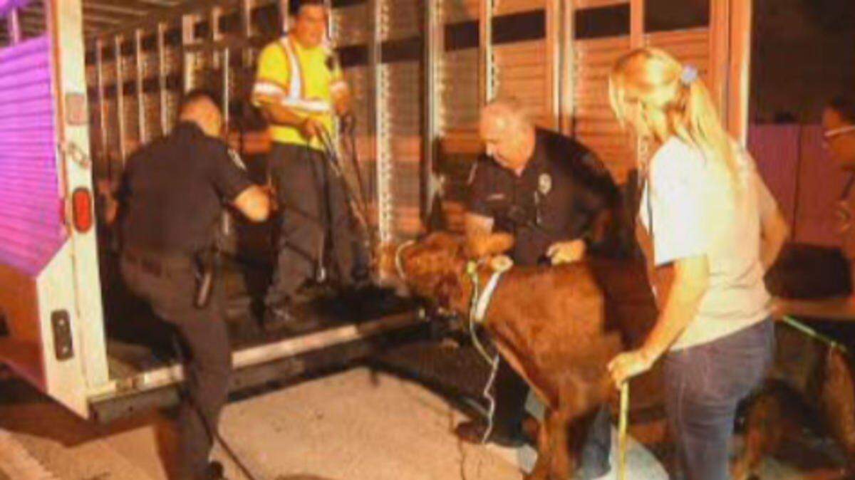 Hasta el momento no se sabe quién es el dueño del animal, así como tampoco si se presentará alguna acusación o multa en su contra por dejar que escapara.
