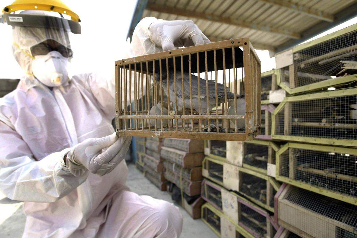 El primer virus altamente patógeno de la&nbsp;gripe aviar&nbsp;del subtipo H5N1 surgió en China en 1996. Desde entonces, los virus H5 se han extendido ampliamente en Europa, África, América del Norte y Asia a través de las aves migratorias.