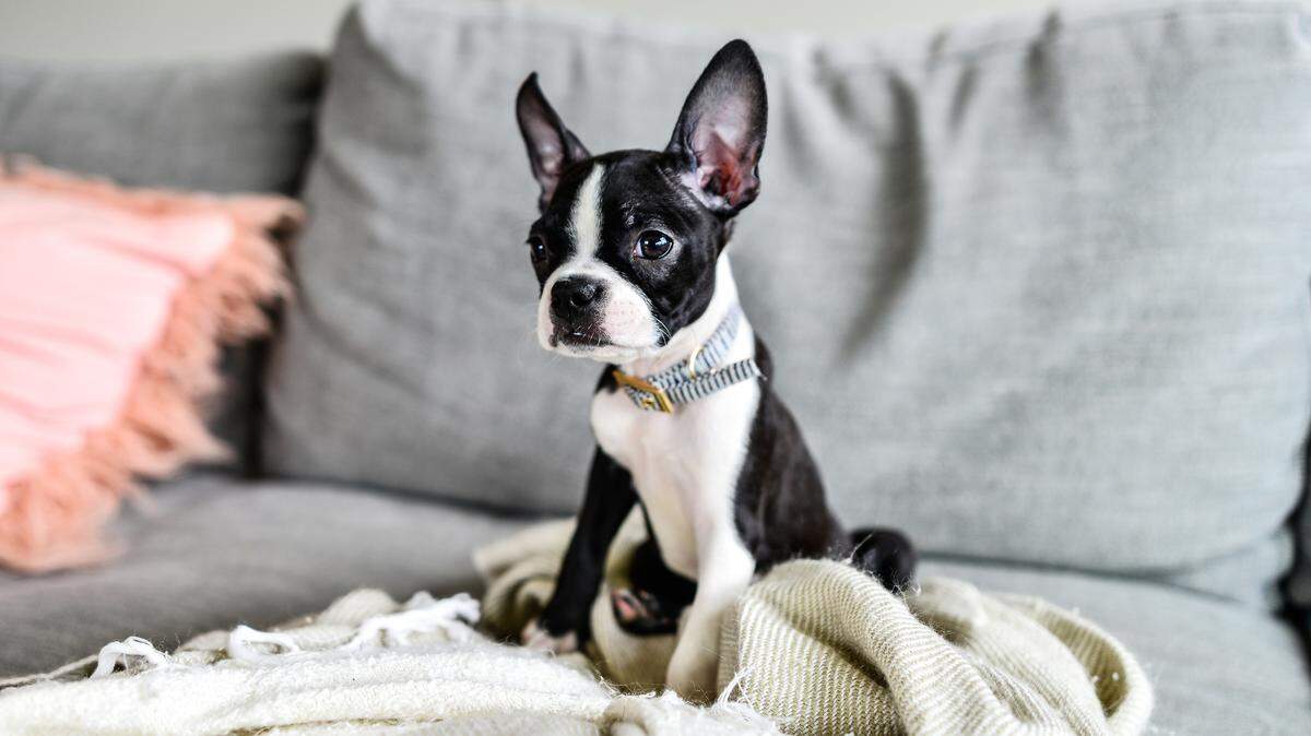 Boston Terrier Puppy with Big Ears Indoors on Couch with Blanket