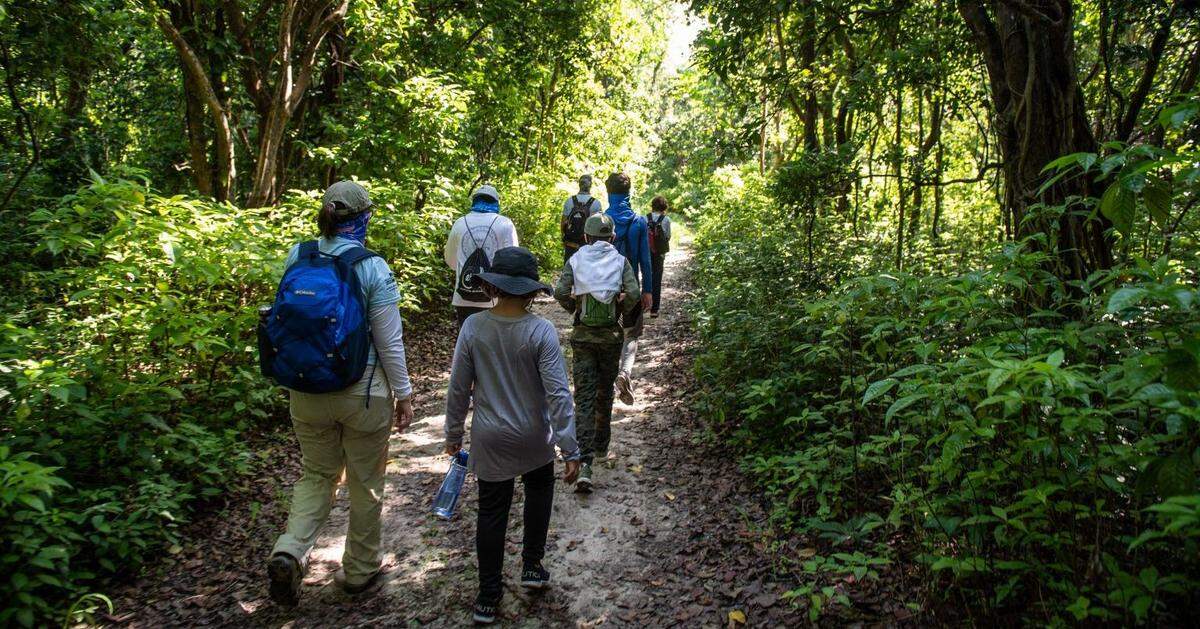 Deering Estate, casa de varias especies de mariposas, tendrá el sábado 24 de julio, de 11 a 12 a.m., una caminata para buscar en varios hábitats a las especies de mariposas Ruddy Daggerwing, Dina Yellow y Atala.