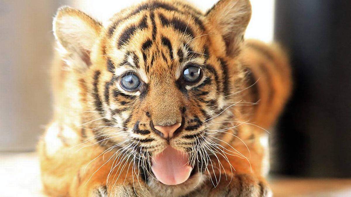 El cachorro de Leeloo y Berani a las seis semanas en el Miami Zoo en octubre de 2023.