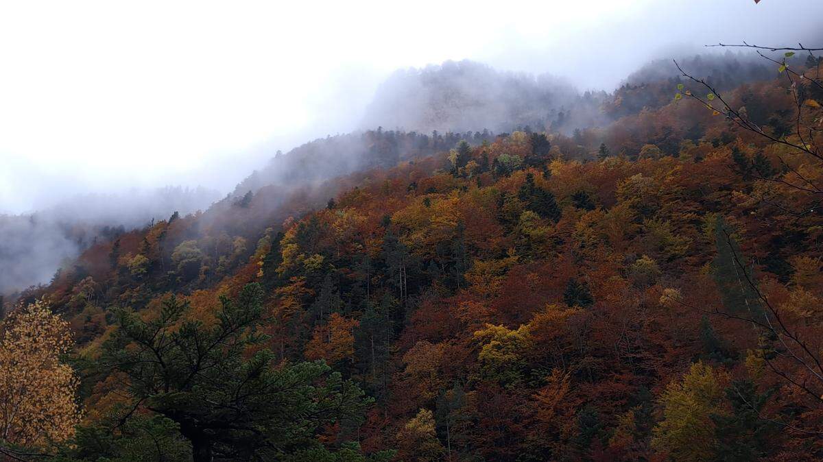 La diversidad geológica del Parque Nacional de Ordesa y las imponentes montañas tapizadas de tilos, avellanos o abedules, la convierten en un santuario natural que resplandece especialmente en otoño.