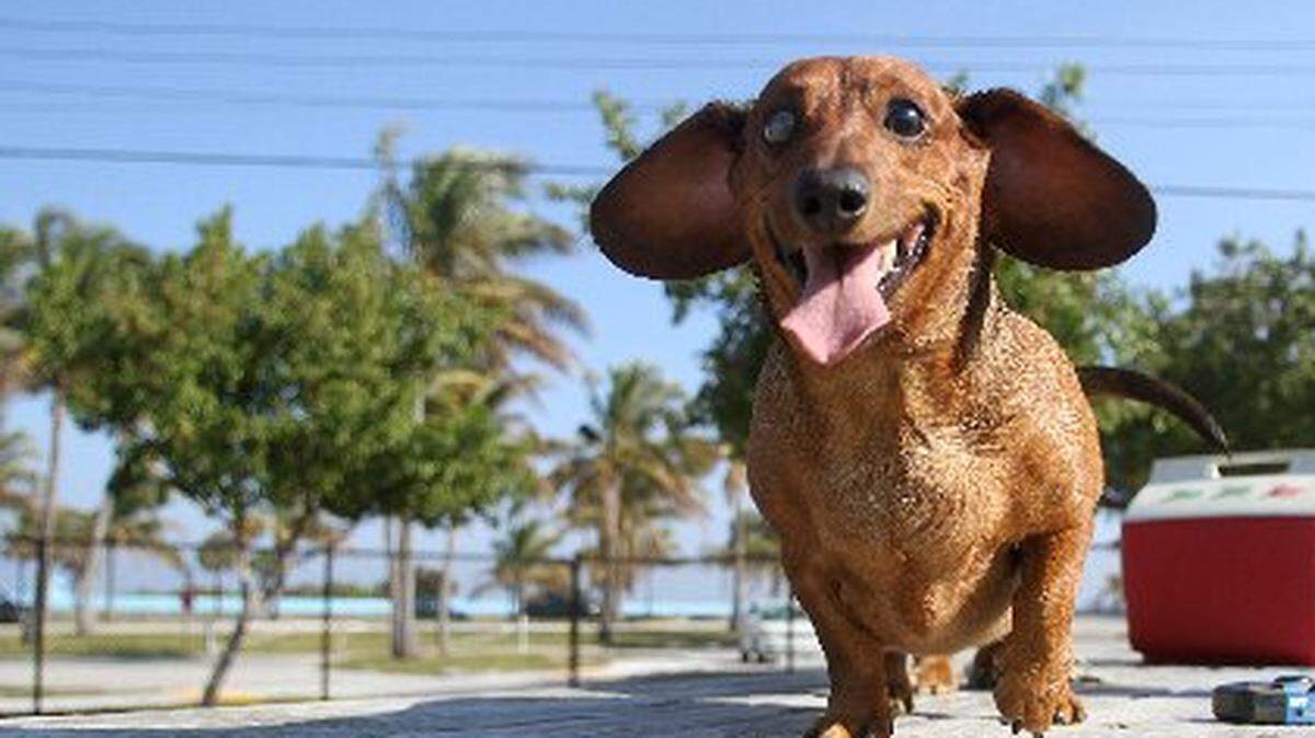 Buster, un dachshund, camina hacia la cámara mientras en una mesa de picnic en el parque de perros de Haulover Beach perro el jueves, 23 de diciembre de 2010.
 