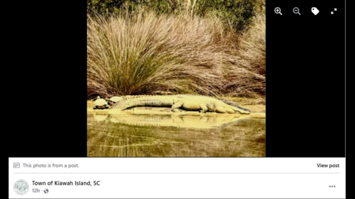 Golfista se encuentra con un ‘raro caimán amarillo’ en un campo de golf en Carolina del Sur, según muestra una foto.