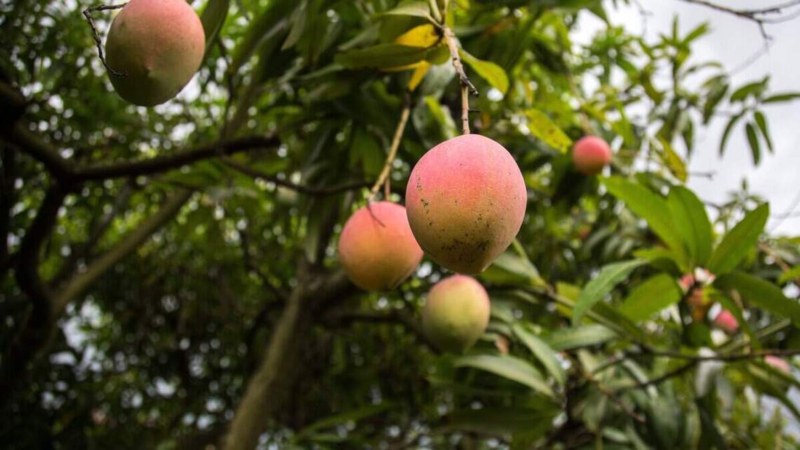 Tomar los mangos de tu vecino en Miami tiene consecuencias, pero hay una forma ‘madura’ de hacerlo