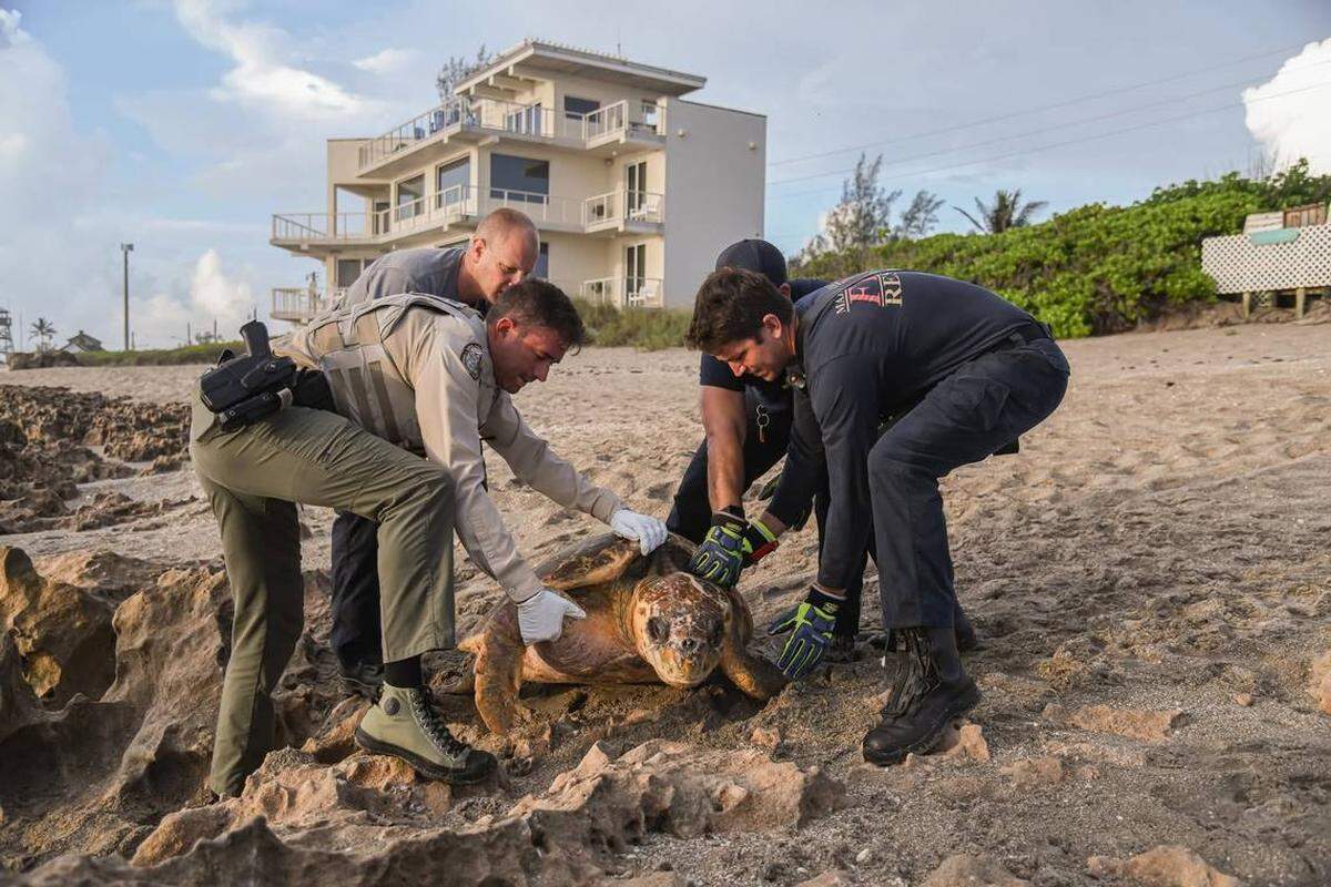 La tortuga de 300 libras fue rescatada de las rocas por miembros del Cuerpo de Rescatistas del Condado Martin y agentes de la Comisión de Conservación de la Pesca y la Vida Silvestre de la Florida (FWC). 