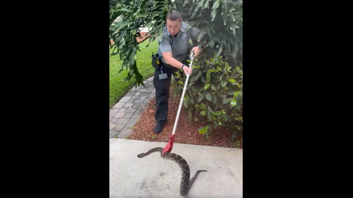 Le sucedió esta semana al propietario de una casa en el condado de Martin, Florida, y el video muestra que la serpiente estaba perfectamente preparada para saludar a cualquiera que saliera por la puerta principal. Captura de pantalla de video