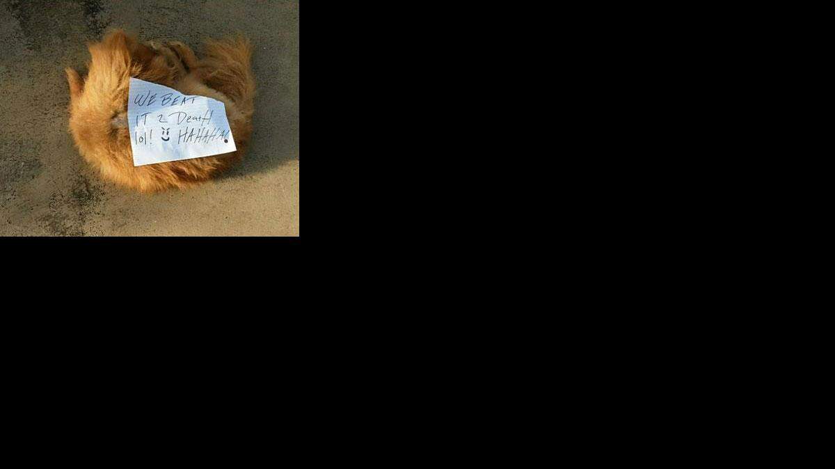 El perro de la raza pomerania de 13 años salió de su casa, ubicada en el 7980 N French Drive, el viernes pasado y nunca regresó. 
