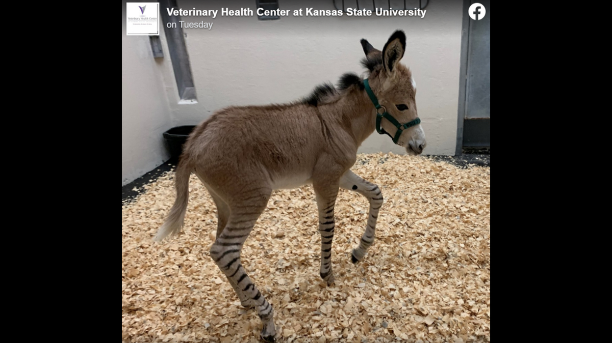 Zyla es un raro híbrido, mitad burro y mitad cebra, de acuerdo con el Centro de Salud Veterinaria de la Universidad Estatal de Kansas.