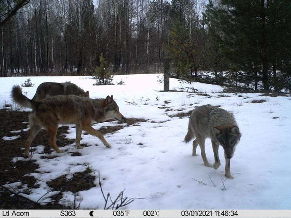 Grupo de lobos en el interior de la zona de exclusión de Chernóbil, Ucrania. 2021.