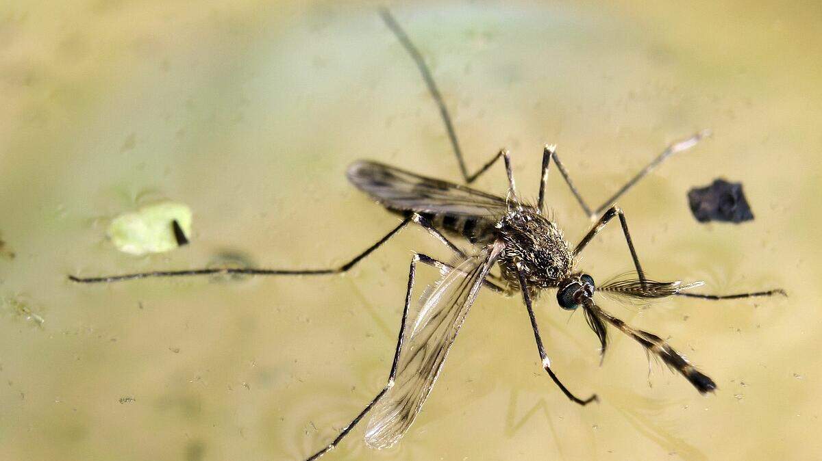 El virus Oropouche, cuyos primeros casos en Cuba se reportaron el 27 de mayo, se trasmite por la picadura de cierto tipo de mosquito del género Culex, según la WHO.