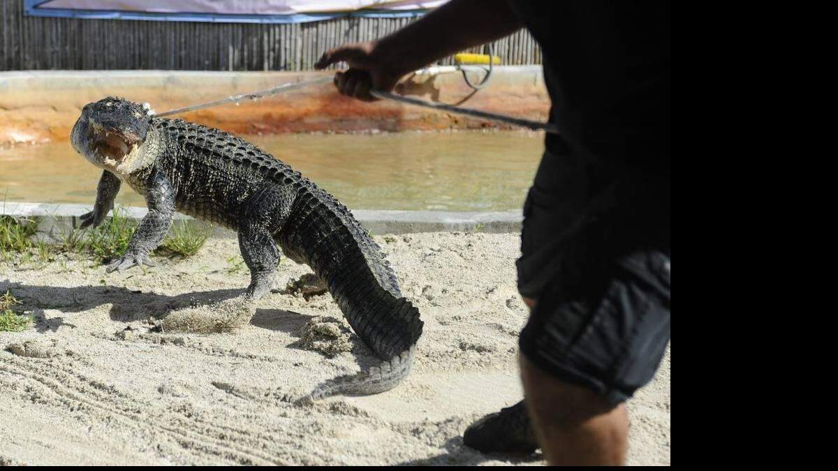 Los agentes de Florida Fish and Wildlife Conservation Comisión (FWC) aprenden paso a paso cómo manejar con seguridad el transporte de caimanes en Everglades Alligator Farm en Miami, el 25 de mayo de 2016. (Foto de Archivo)