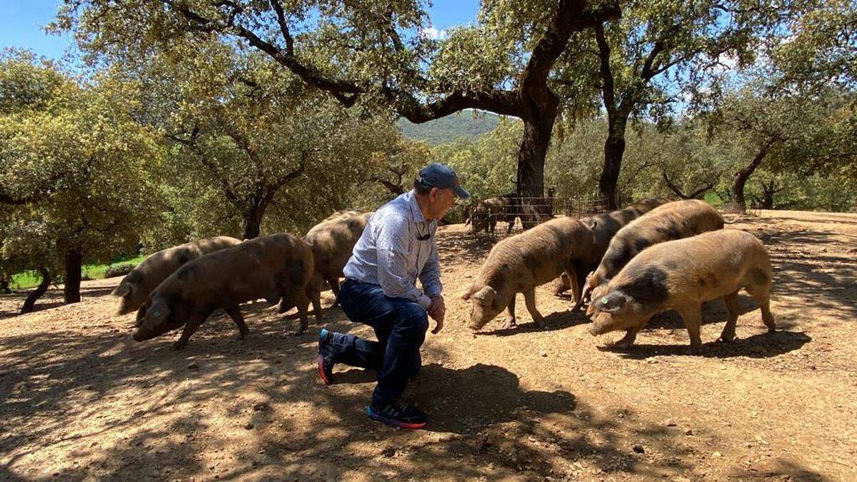 Cría de cerdo ibérico en la dehesa “Vega Llana”, en Sierra Morena.